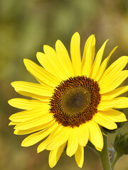 Sunflower flower in autumn on the field, close-up. One sunflower outdoors in the afternoon in august. 