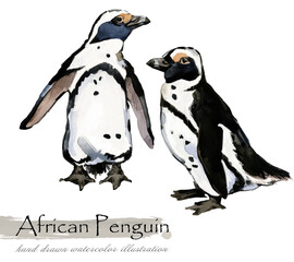 African Penguin hand drawn watercolor illustration set
