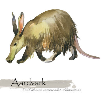 Aardvark animal hand drawn watercolor illustration set