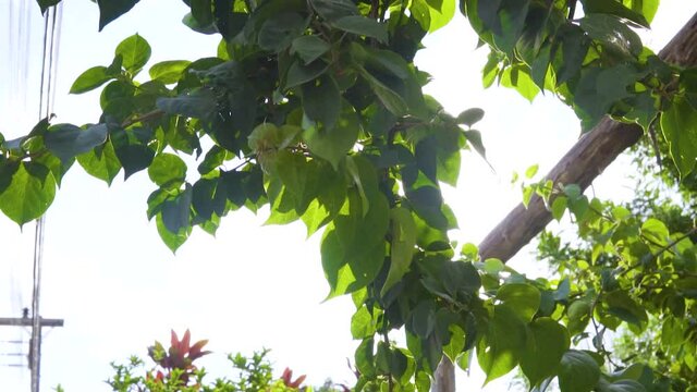 Nature trees with summer sky