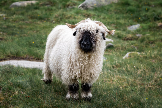 Valais Blacknose sheep in Zermatt, Switzerland, during summer.  Valais Blacknose is a breed of domestic sheep originating in the Valais region of Switzerland.