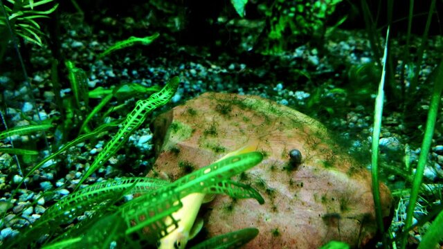 A small fish swims at the bottom of the aquarium