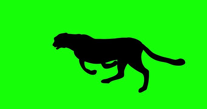 Black silhouette of running cheetah, 2d animation footage on green screen