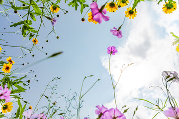Rahmen aus Wiesenblumen von unten fotografiert