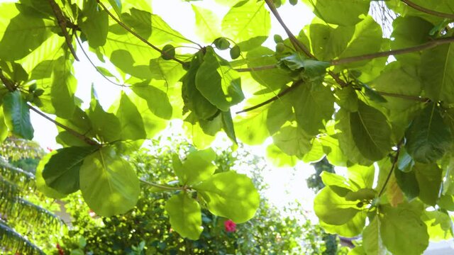 Nature trees with summer sky