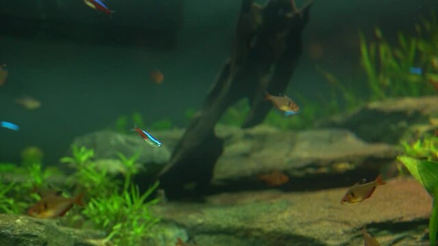oceanic aquarium 