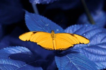 Macro shots, Beautiful nature scene. Closeup beautiful butterfly sitting on the flower in a summer garden.