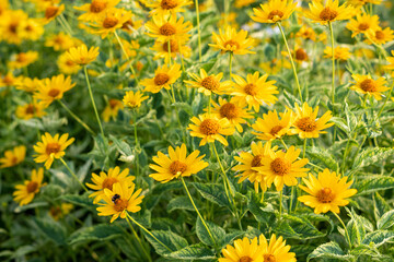 Many yellow flowers of heliopsis Lorain blooming in a city