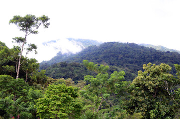 Fototapeta na wymiar Foggy clouds hovering a forested mountain top
