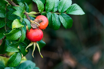 Rosehips on the bush. Leaves after rain. Fall is coming. Fruit to dry and add to tea. Red fruit with seeds.