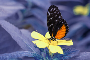 Macro shots, Beautiful nature scene. Closeup beautiful butterfly sitting on the flower in a summer garden.