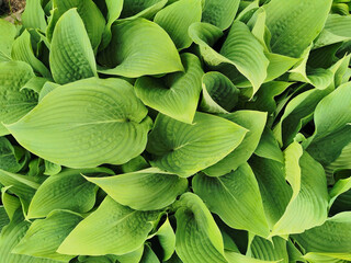 Obraz premium Heart-shaped slightly twisted green hosta leaves, top view, in the Botanical Garden of St. Petersburg.