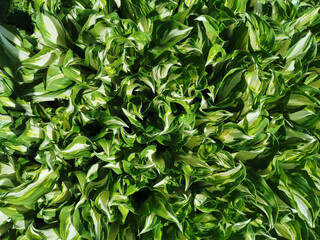 Background of white-green young hosta leaves. Top view.