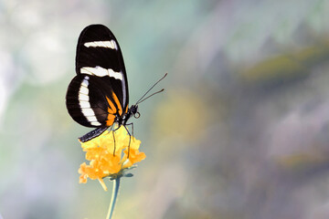 Macro shots, Beautiful nature scene. Closeup beautiful butterfly sitting on the flower in a summer garden.
