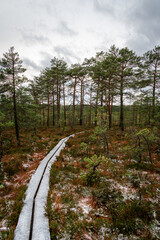 Obraz premium The Niedraju Pilkas swamp in the Northern Latvia during winter. Wooden walking trail covered in snow, beautiful landscape