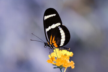 Macro shots, Beautiful nature scene. Closeup beautiful butterfly sitting on the flower in a summer garden.