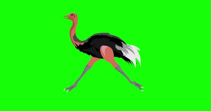 Running ostrich 2d cartoon loop animation, green screen