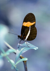 Macro shots, Beautiful nature scene. Closeup beautiful butterfly sitting on the flower in a summer garden.
