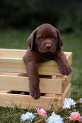 cute puppy of chocolate labrador retriever sitting in a wooden box in the village in the summer on...