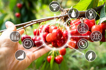 Agricultural Fruits Technology. Precision Farming System