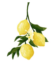 Lemon tree branch with lemons and blossoms Isolated. Citrus tree branch with fruit and blossoms. 