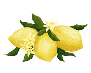Lemons with Blossoms and Leaves