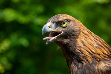EagleEye