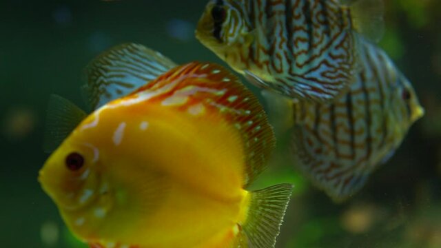 oceanic aquarium 