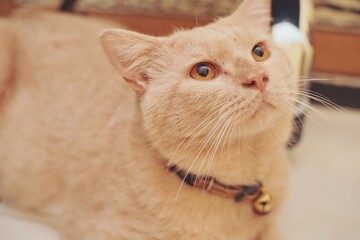 Close up of an orange tabby cat from several angle.