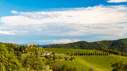 The beautiful vineyard of Collio, Friuli Venezia-Giulia, Italy