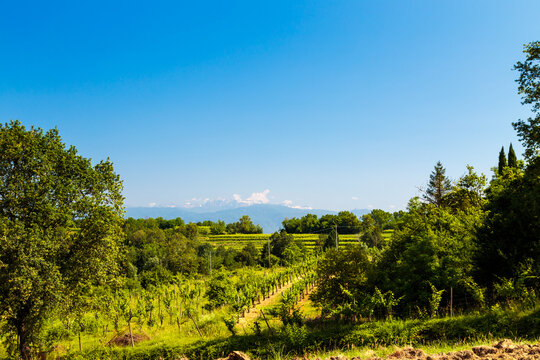 The fields of Friuli Venezia-Giulia cultivated with grapevines