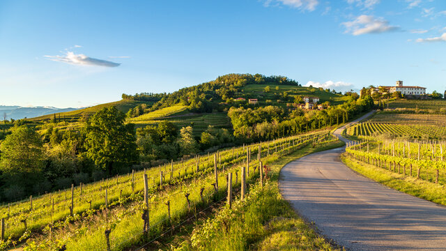 Spring sunset in the vineyards of Rosazzo