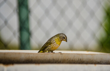 canary 