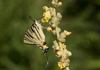 Scarce Swallowtail