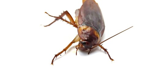 mosquito isolated on white background