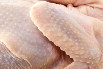 Fresh ingredients, closeup of raw chicken wings