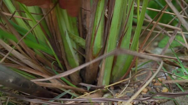 Man hand use knife harvest lemon grass leaf, Cymbopogon citratus plant,  sereh or serai leaves Filmed in Chiang mai City ,Thailand