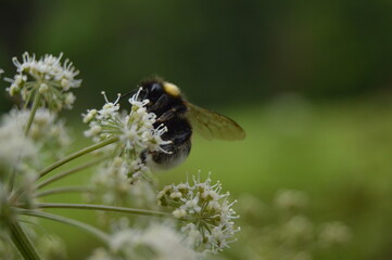 butterfly on a flower