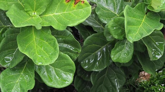 clouds up rain drop on green leaf texture in nature. tropical plant in spring season. greenery in rainy season. macro background of fig palm branch. b roll footage nature screen