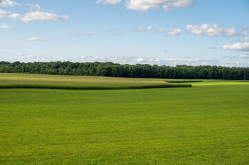 Beautiful image perfect for a wallpaper. Fields of grass and corn.