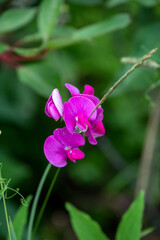 Shooting of beautiful purple flower taken on the side of the road.