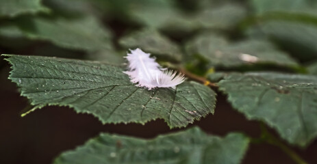 feather on leaf 