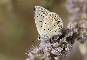 Common Blue Butterfly