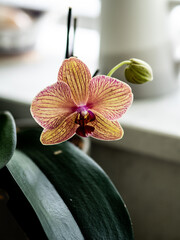Orchid flower in kitchen  