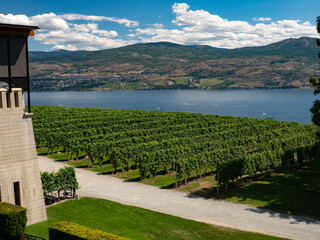 View of Okanagan Valley Vineyard