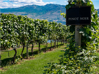 View of Okanagan Valley Vineyard