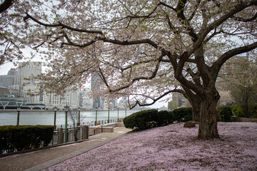 Blooming Cherry Blossom Tree with Flower Petals on the Ground at Roosevelt Island in New York City during Spring