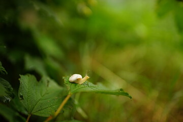snail crawling on a green leaf in the garden