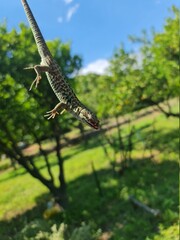 Lucertola all'istante