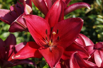 red and yellow flower